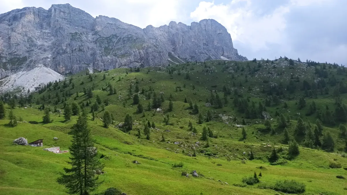 Prados verdes y abetos al pie de montañas rocosas