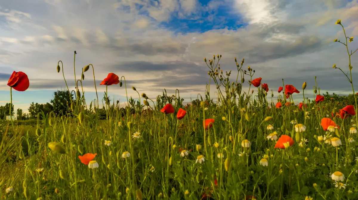 Campo de amapolas y hierba alta