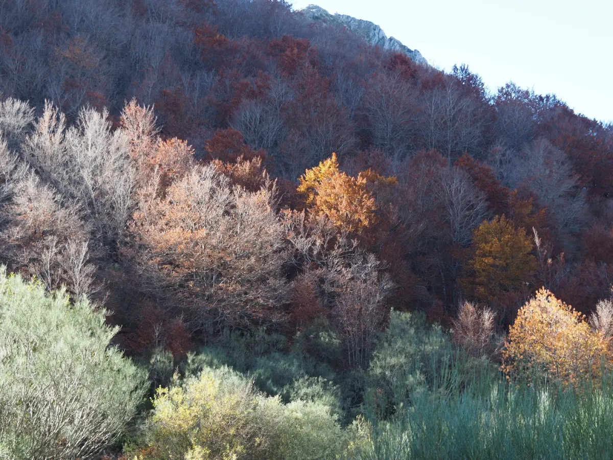 Laderas con árboles de colores de otoño