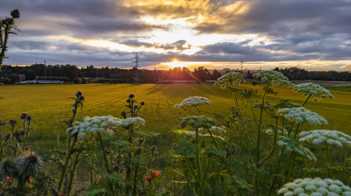 Flores silvestres en un campo al atardecer