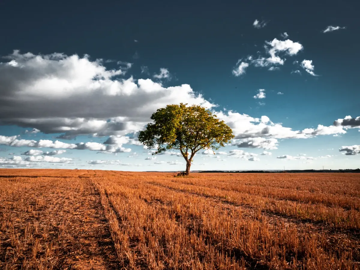 Árbol solitario en un campo de rastrojo bajo nubes